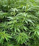 medical marijuana defense 
