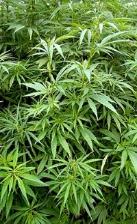 medical marijuana defense 